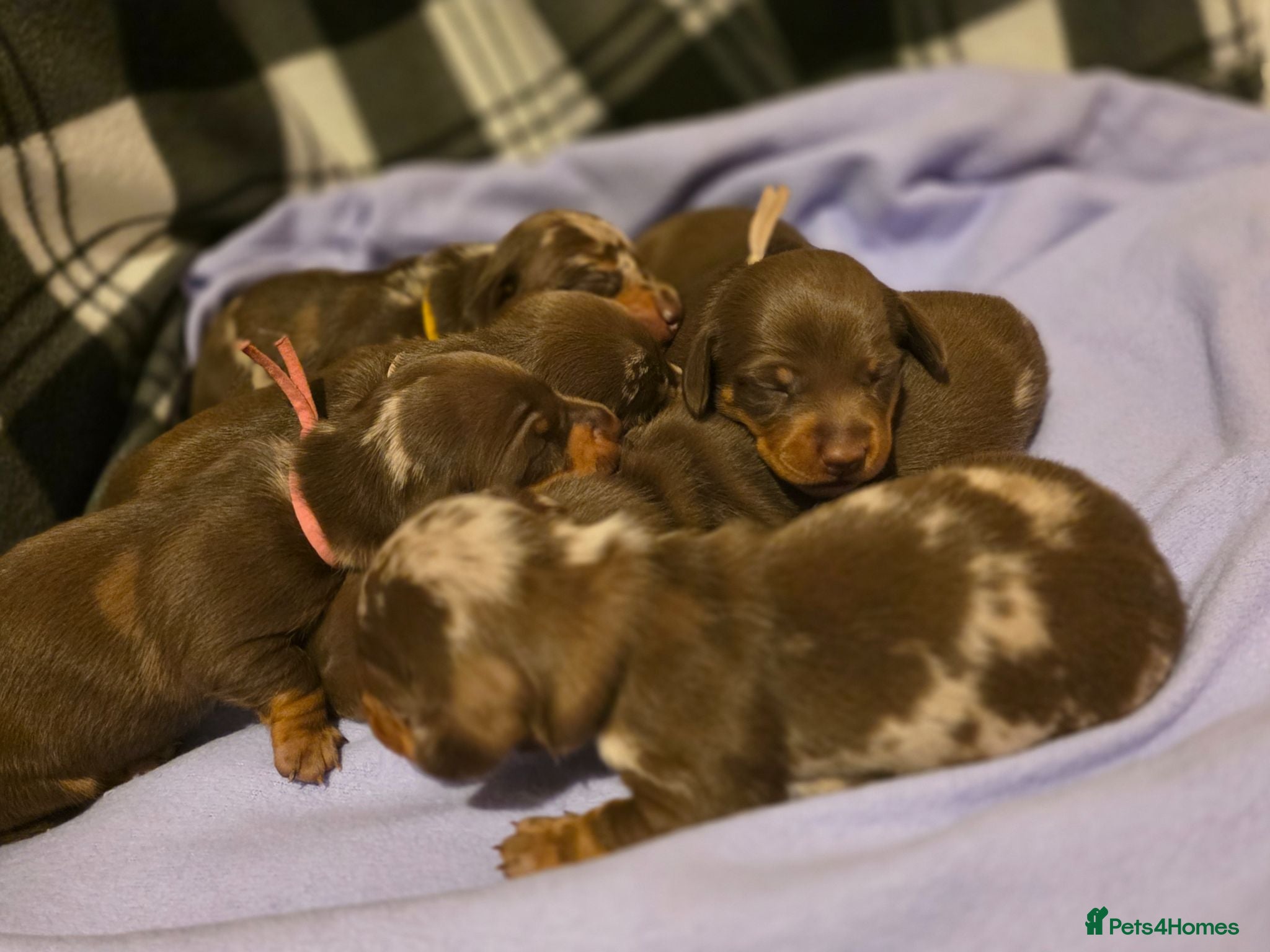 Miniature Dachshund dogs 🐾Stunning KC Reg Miniature Dachshund Puppie🐾 - Advert 13