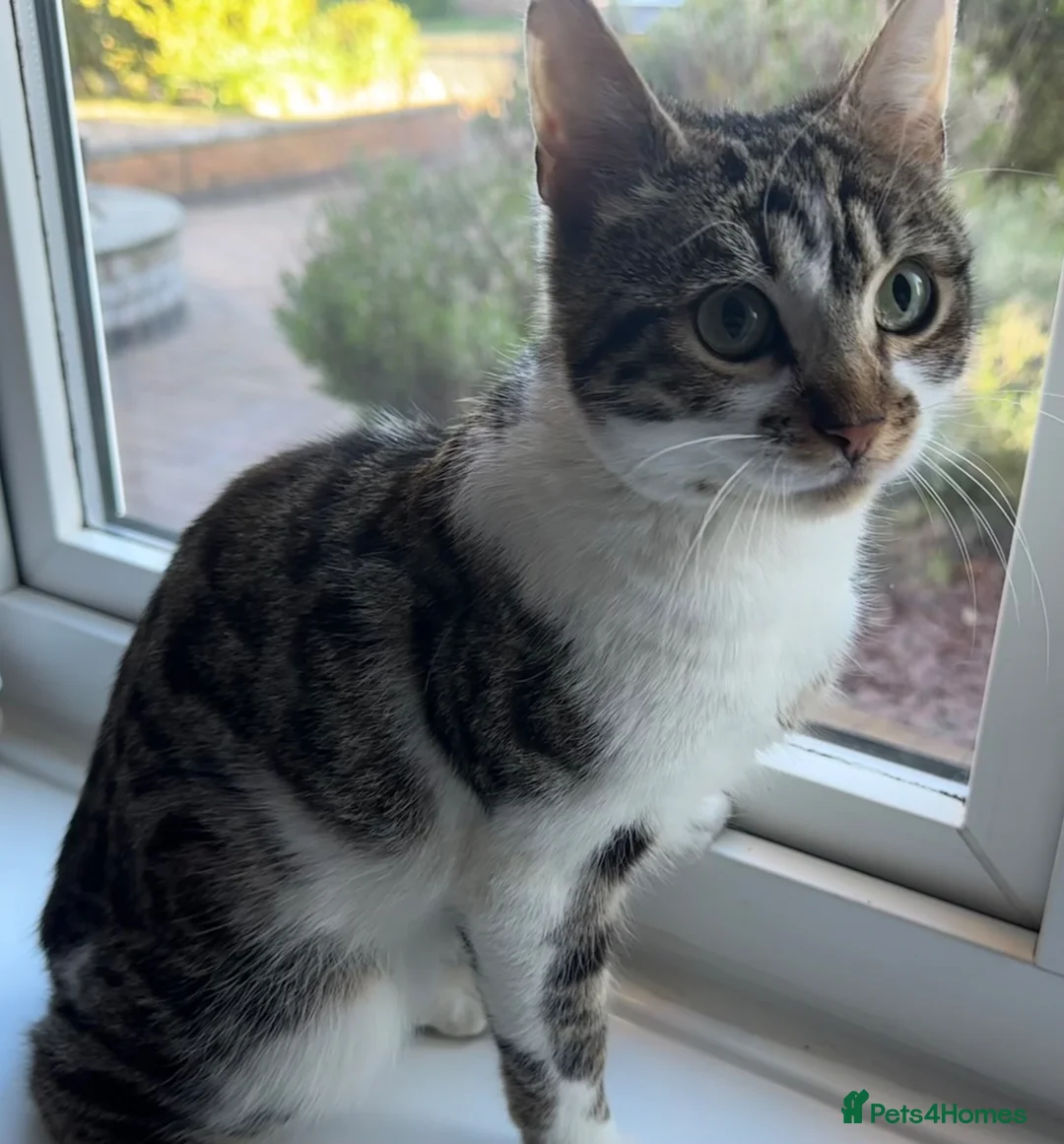 Mixed Breed cats for sale: Adult - Male Cat - Advert 3