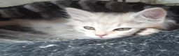 Siberian cats for sale: Adorable Siberian Kittens - Advert 4