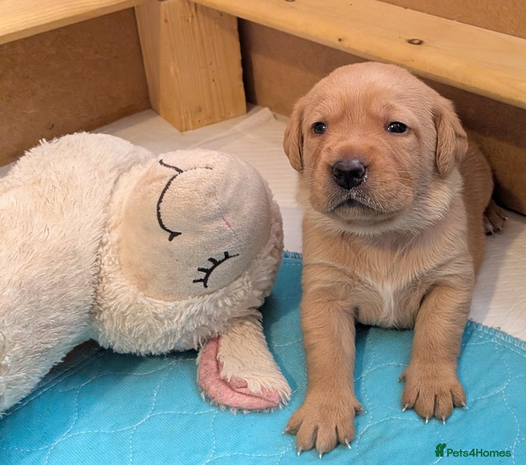 Labrador Retriever dogs for sale: Dudley Fox Red Labradors with FTCH in lineage - Advert 16