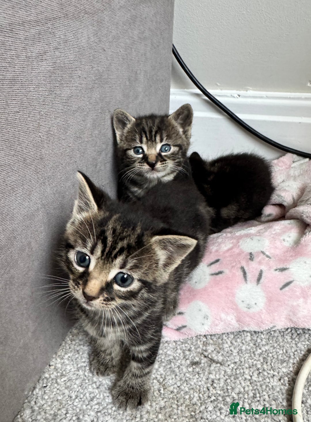 Mixed Breed cats for sale: Gorgeous Kittens ready to go in 2 weeks - Advert 28