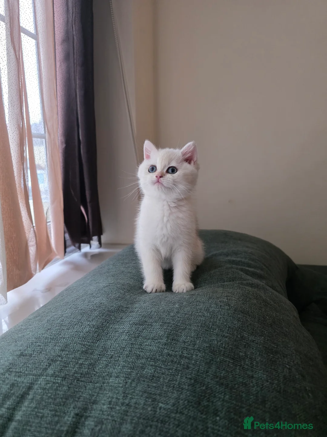 British Shorthair cats for sale: B.Shorthair Kittens Raised in a Loving Family Home - Advert 13