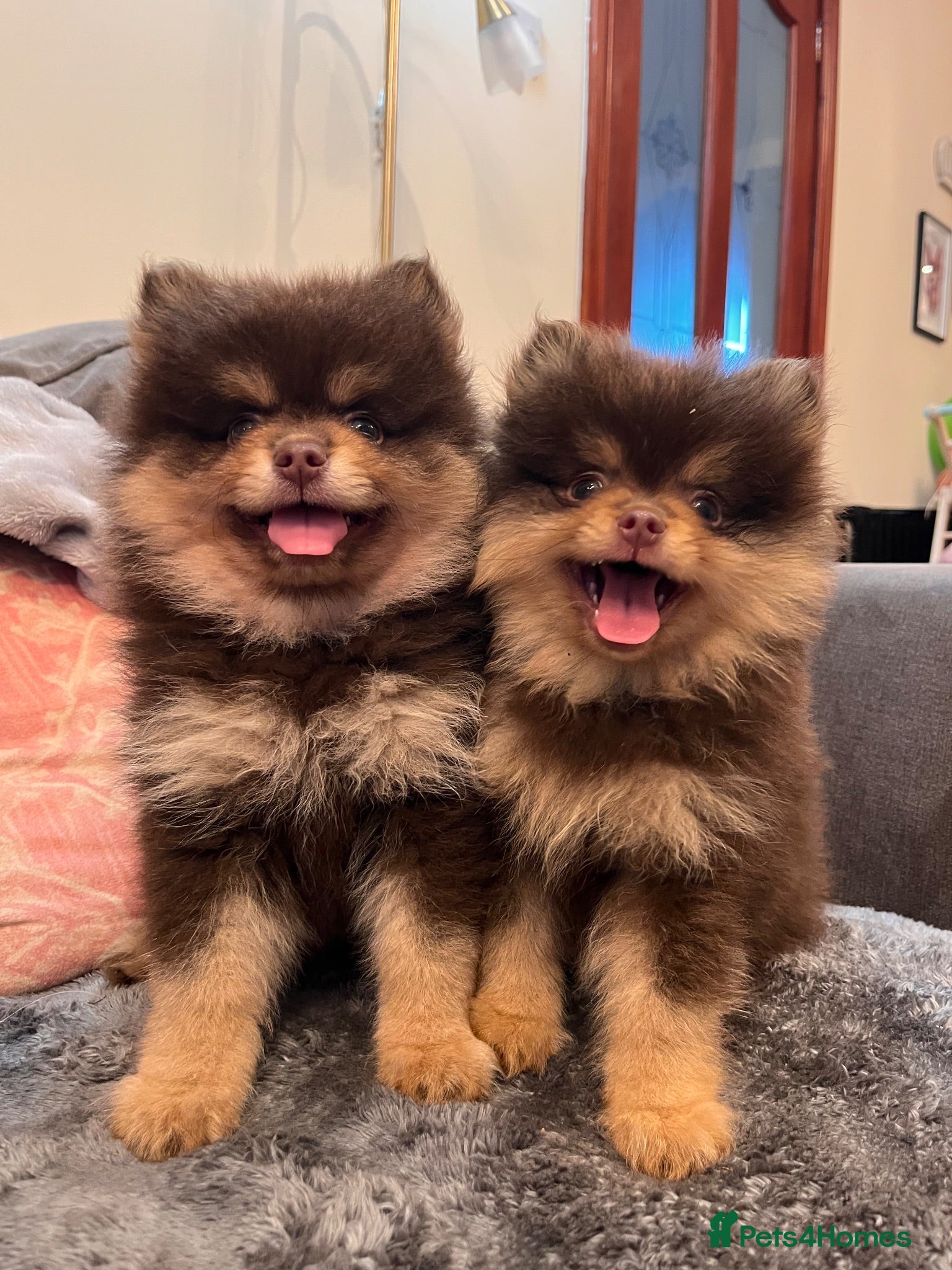 Pomeranian dogs Fluffy chocolate & tan boys READY TO LEAVE - Advert 1