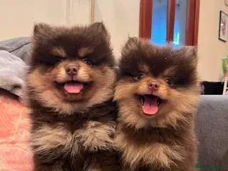 Pomeranian dogs Fluffy chocolate & tan boys READY TO LEAVE - Advert 1