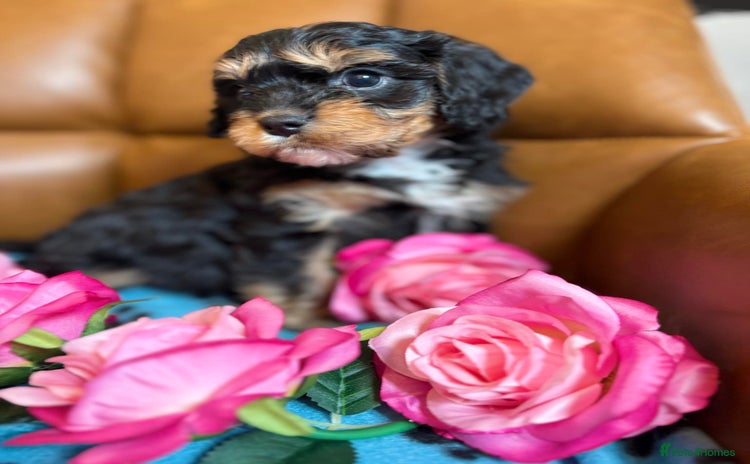 Cavapoo dogs - Advert 6