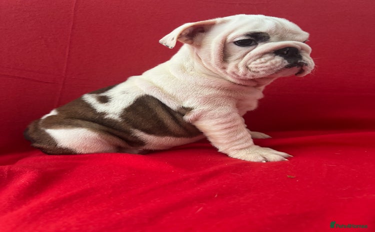 English Bulldog dogs - Advert 1