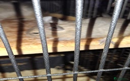 Degus rodents for sale: Degus for sale - Image 3