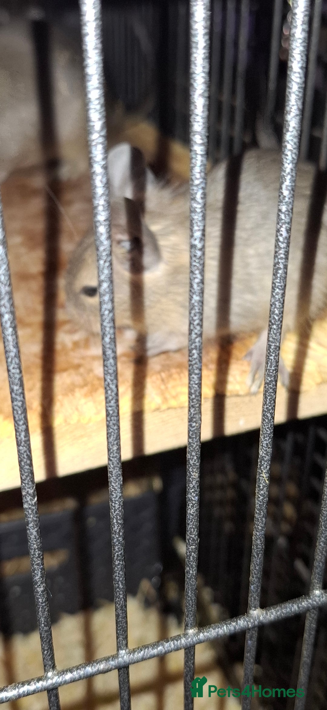 Degus rodents for sale: Degus for sale - Image 3