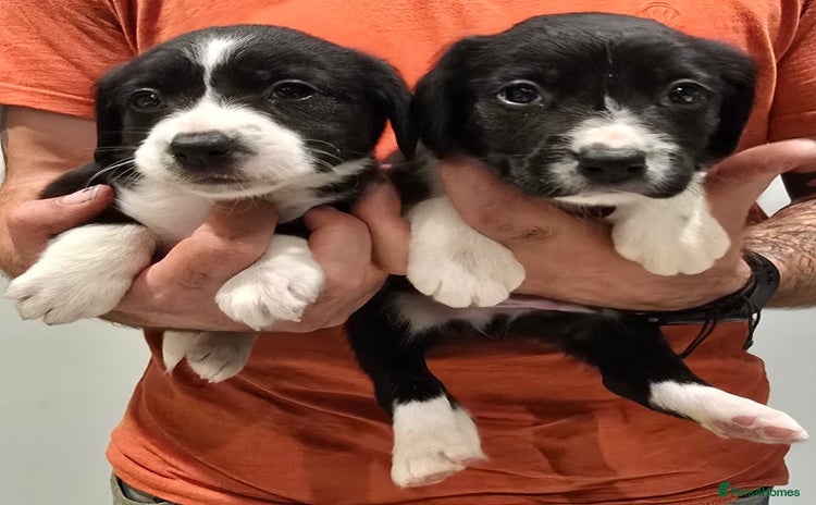 Sprollie dogs - Advert 1