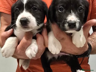 Sprollie dogs Sprollie Puppies - LAST 2 BOYS! - Advert 2