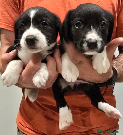 Sprollie dogs - Advert 5