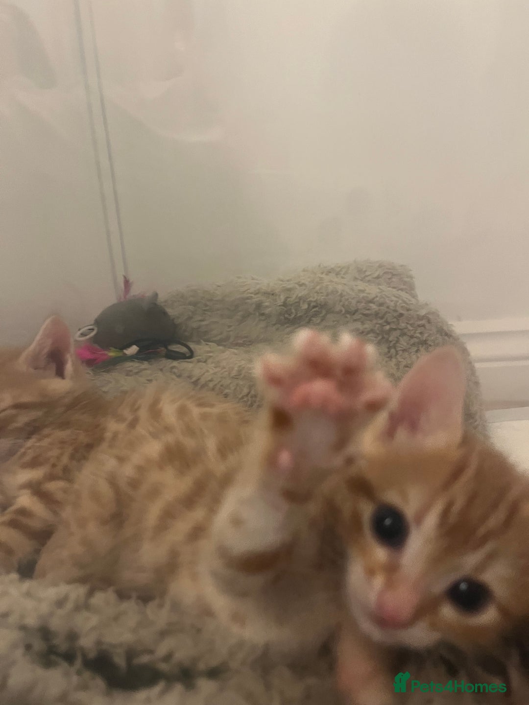 Bengal cats for sale: 🧡🖤Cinnamon & Smokey bengals🖤🧡 - Image 9