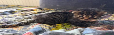 Blue collar - tabby