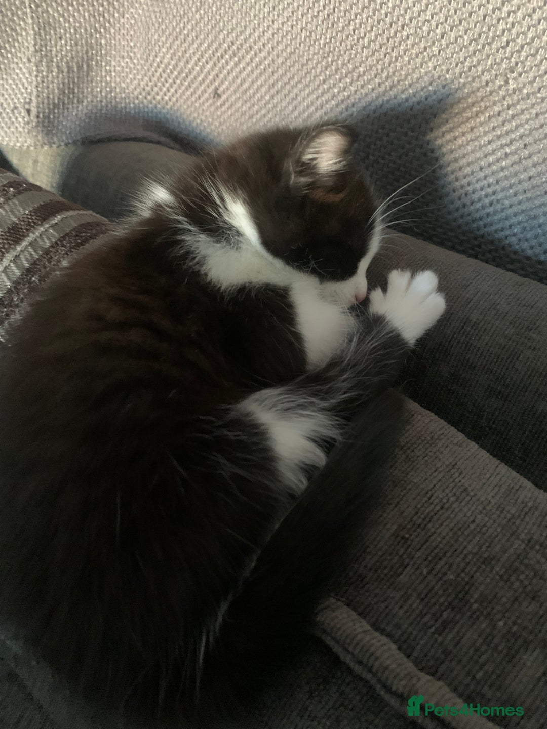 Mixed Breed cats for sale: 8 beautiful kittens for sale - Advert 13