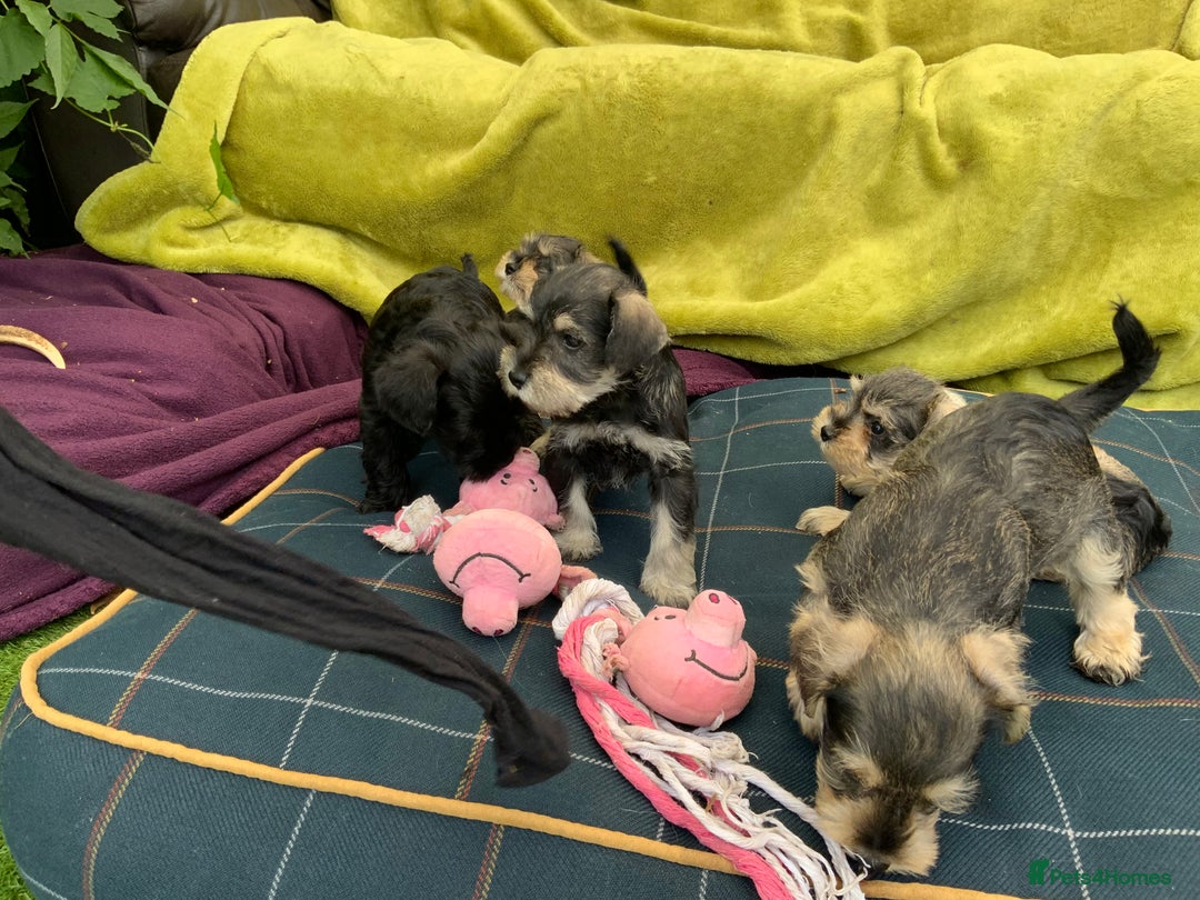 Miniature Schnauzer dogs for sale: Happy healthy miniature Schauzer puppies - Image 18