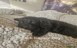 Cockapoo dogs for sale: 4 outstanding cockerpoos  - Image 36
