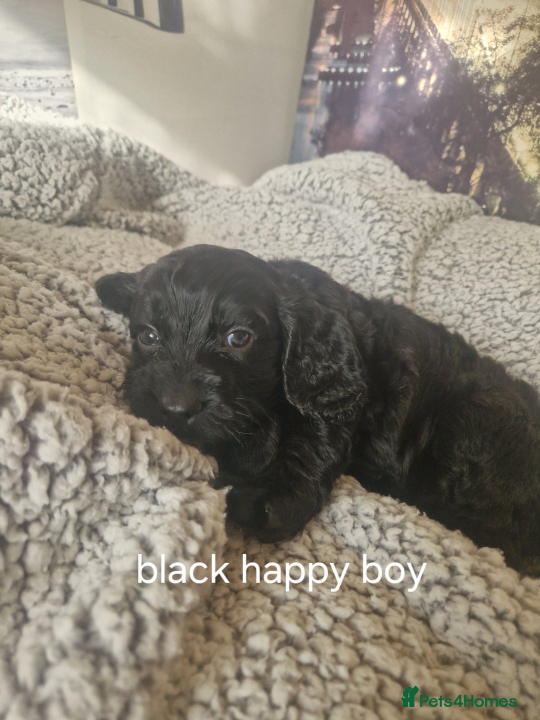 Cockapoo dogs for sale: 4 outstanding cockerpoos  - Image 36