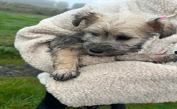Mixed Breed dogs - Advert 2