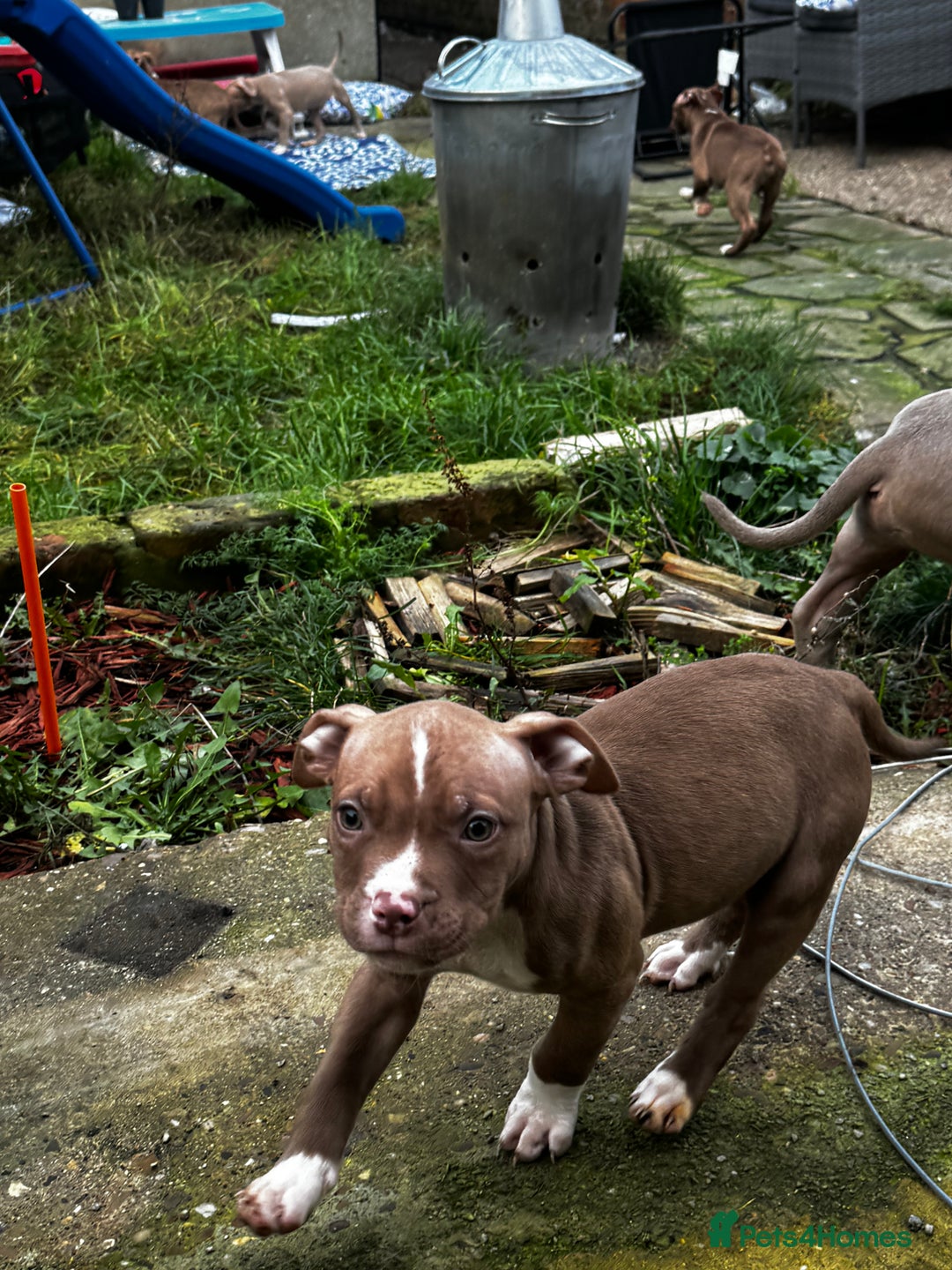 American Bully dogs for sale:  Bully x Staffie pups (2 Boys left) - Advert 34