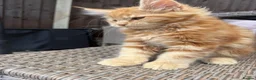 Maine Coon cats for sale: READY NOW⭐️ Tica Maincoon kittens  - Advert 10