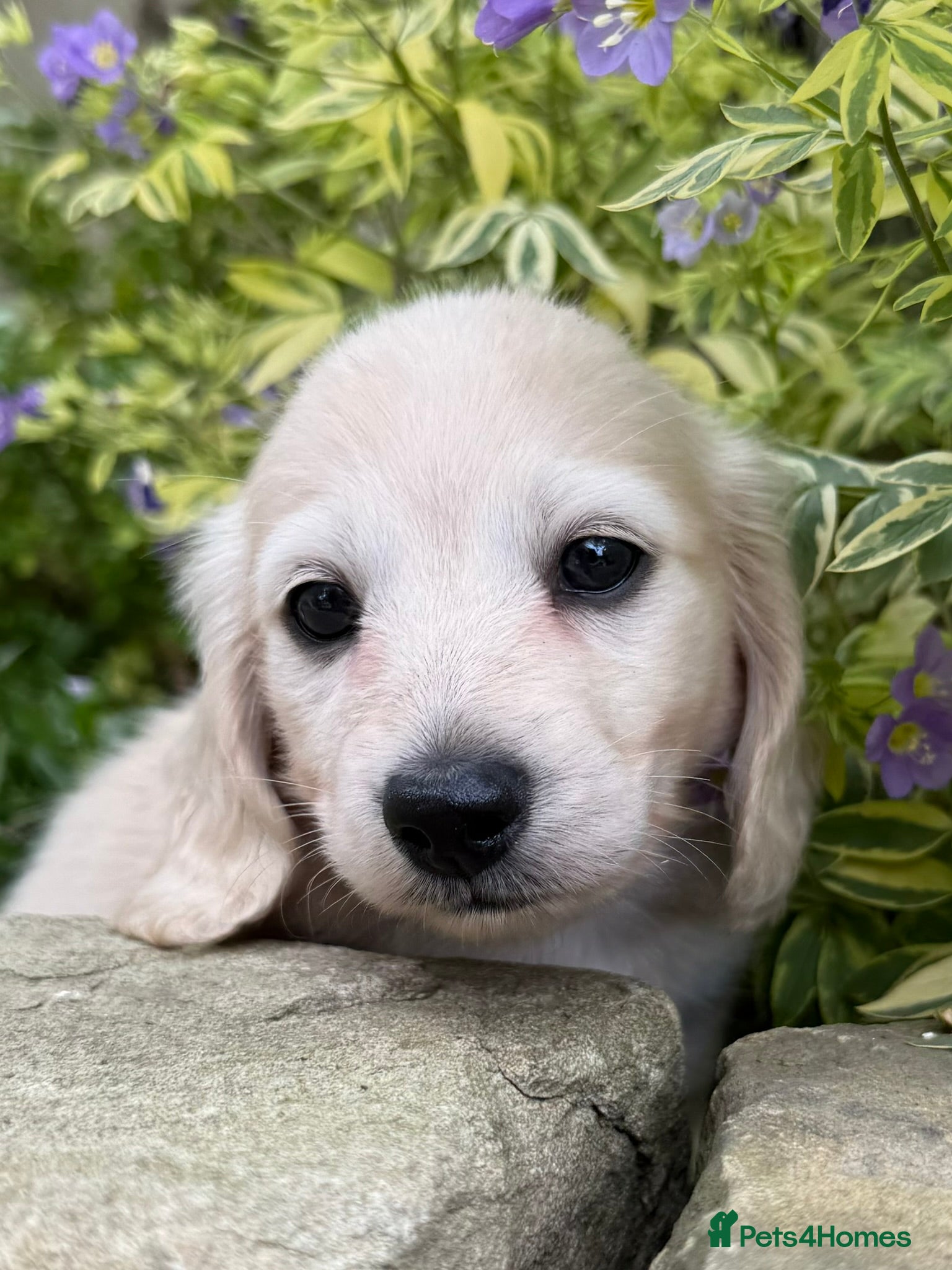 Miniature Dachshund dogs Cream Longhaired Miniature Dachshund - Advert 2