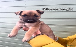 Mixed Breed dogs for sale: Stunning bullherder pups  - Image 11