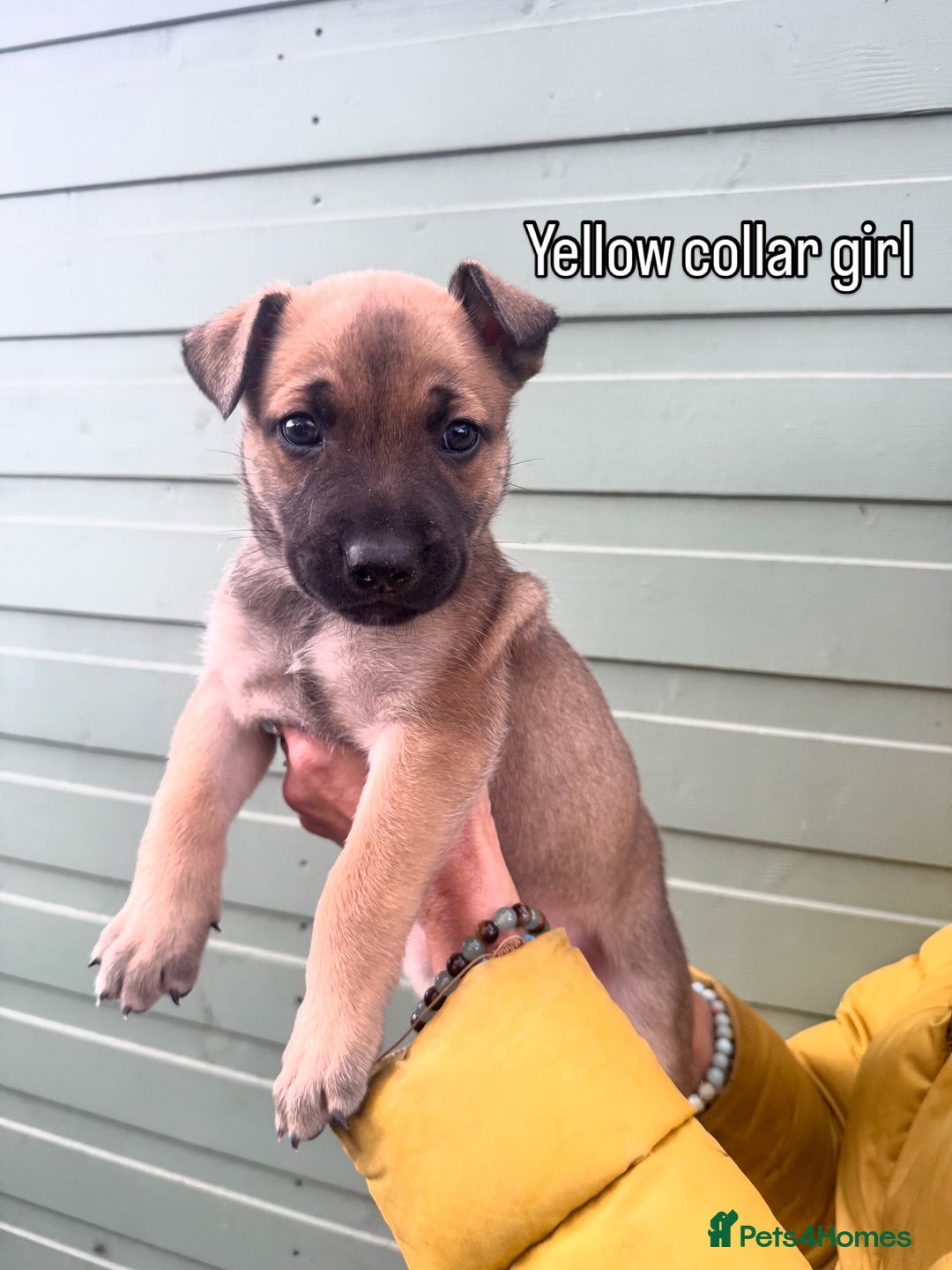 Mixed Breed dogs for sale: Stunning bullherder pups  - Image 11