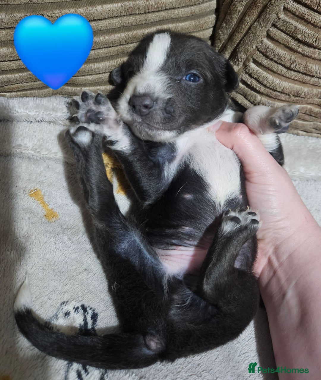Mixed Breed dogs for sale: 🐾Border Collie x Blue Heeler/Ridgeback Pups🐾 - Advert 17