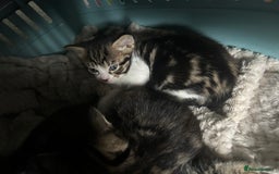 Mixed Breed cats for sale: 3 kitten  - Image 3