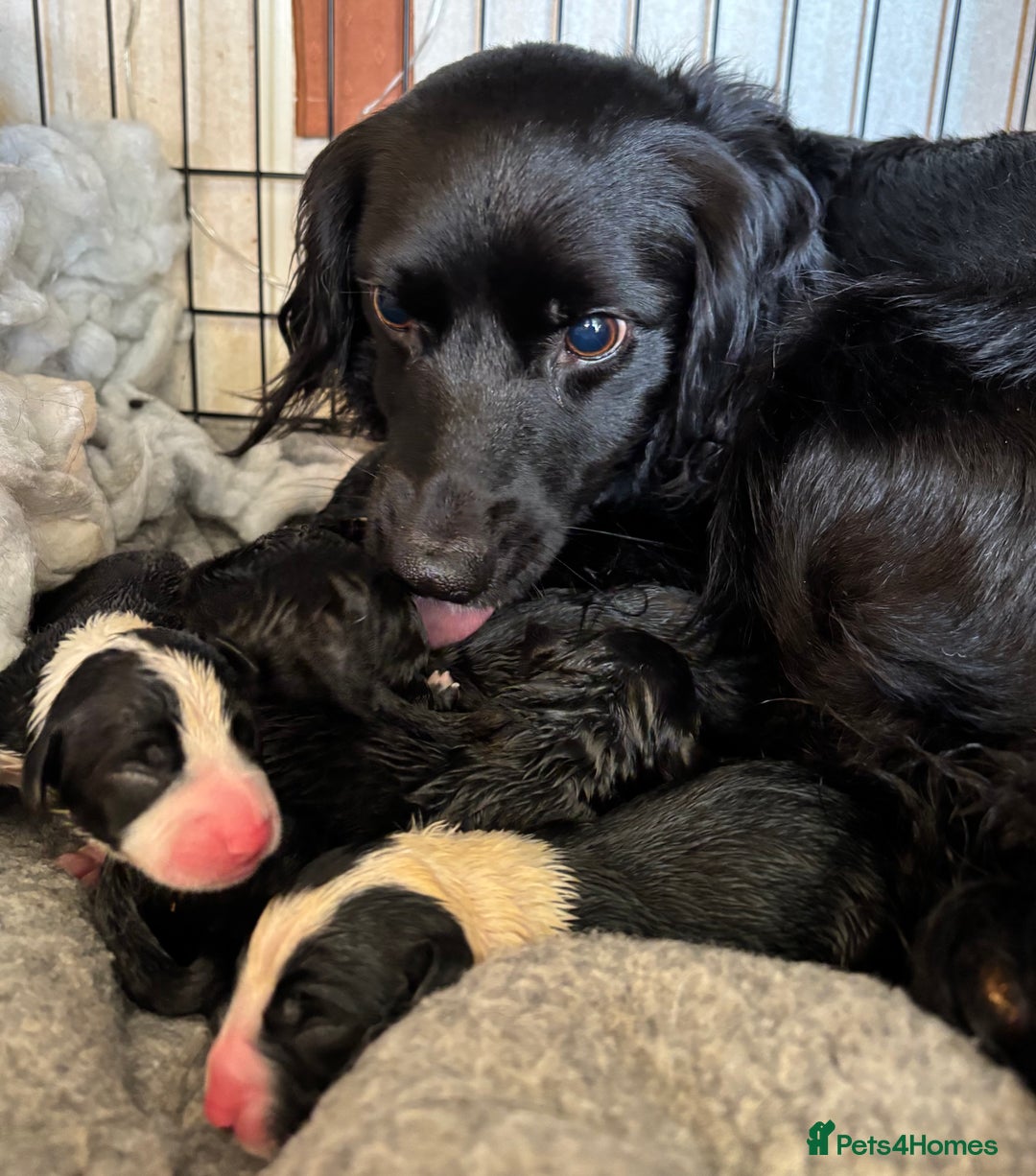 Mixed Breed dogs for sale: Cocker x Collie puppies  - Advert 2