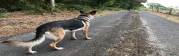 Mixed Breed dogs for sale: German Shepherd bitch family and farm guard dog - Advert 8