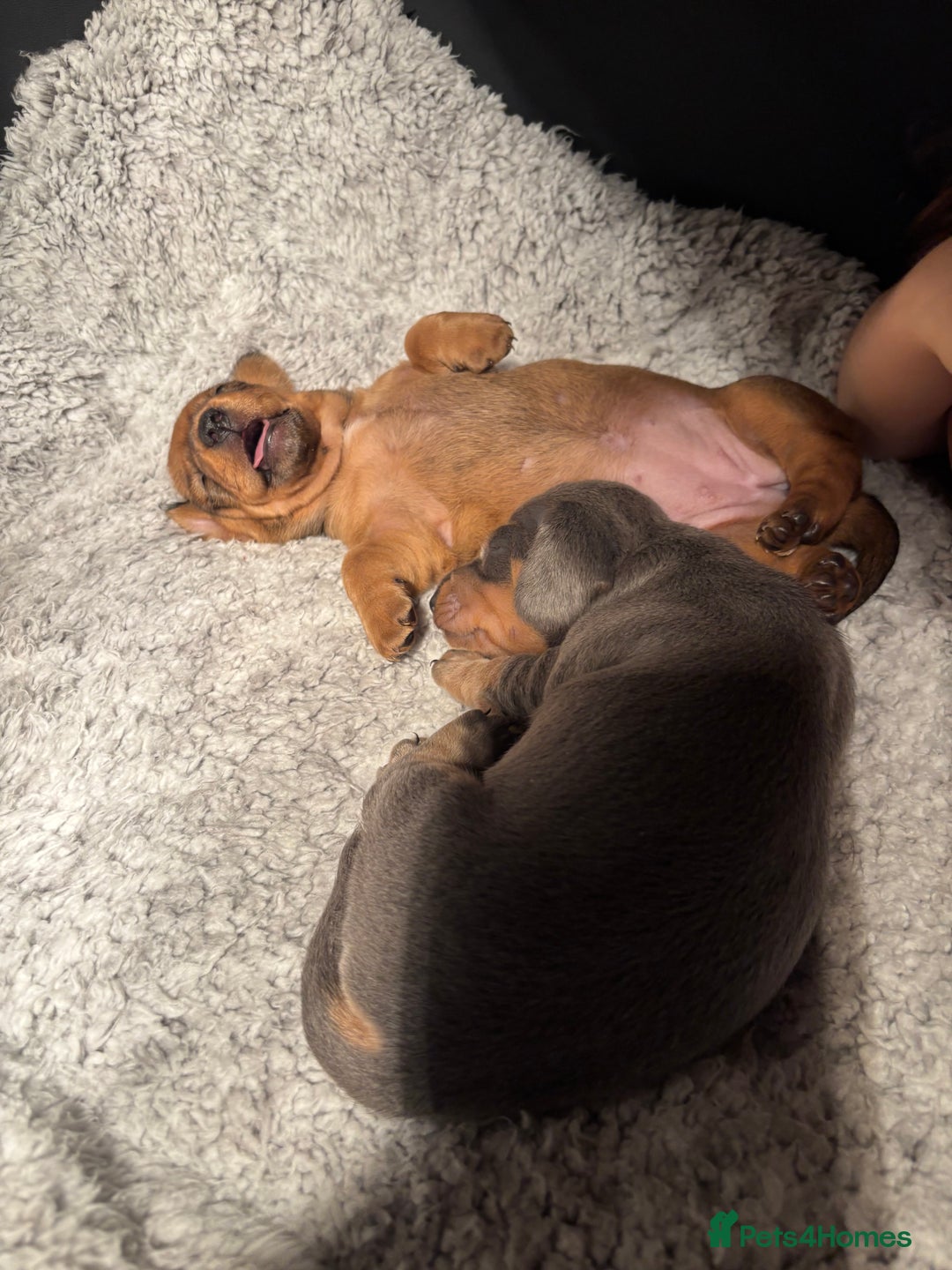 Miniature Dachshund dogs for sale: Miniature dachshund (1 girl left) - Advert 12