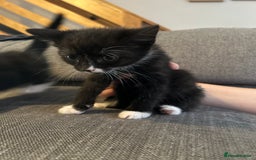Mixed Breed cats for sale: 4 kittens for sale  - Image 3