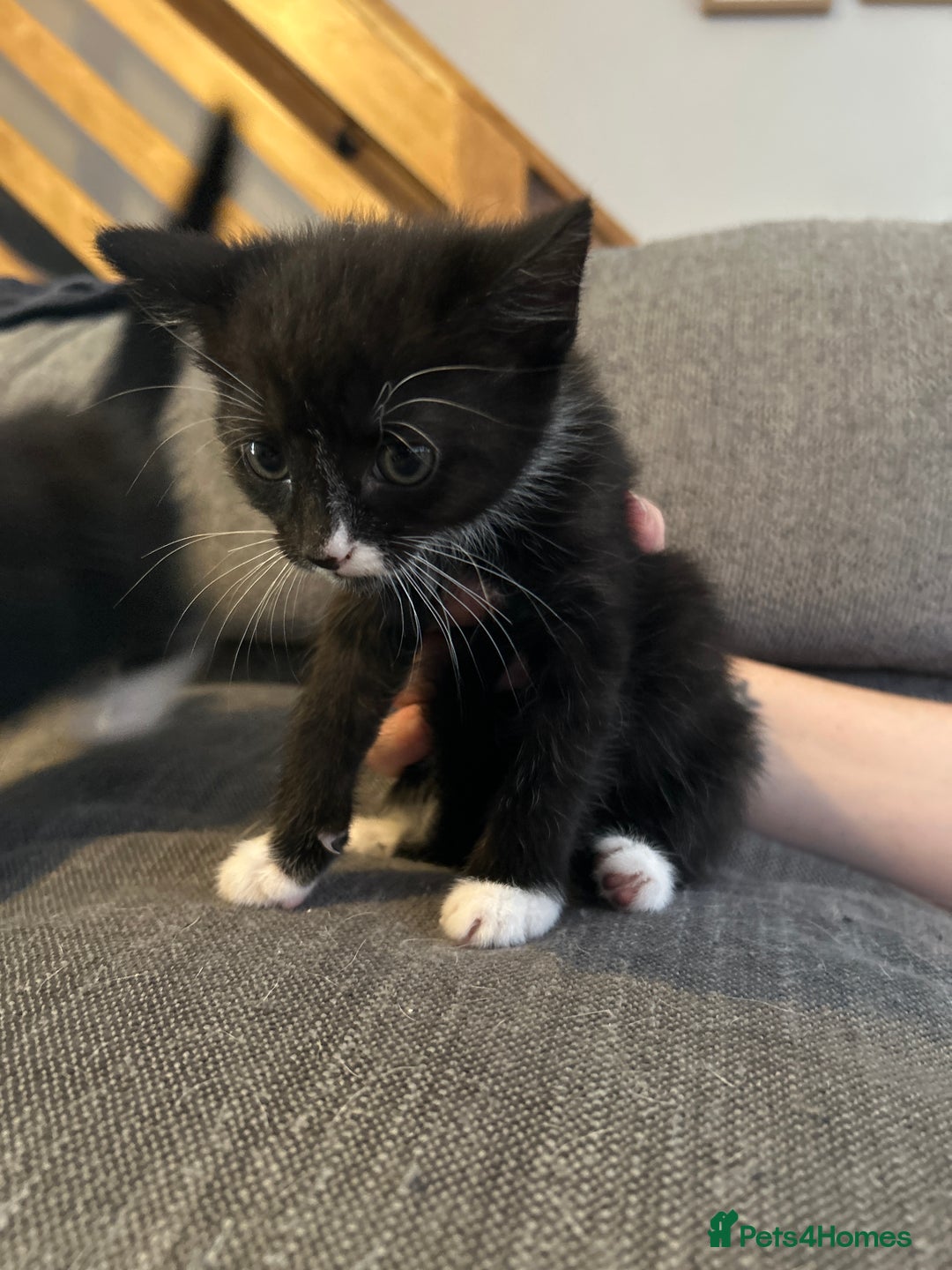 Mixed Breed cats for sale: 4 kittens for sale  - Image 3