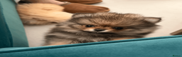Pomeranian dogs for sale: KC Pomeranian Pups - Exceptional Russian Lines in Liverpool - Advert 12