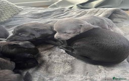 Mixed Breed dogs for sale: Woorier WhippetXTerrier  - Advert 5