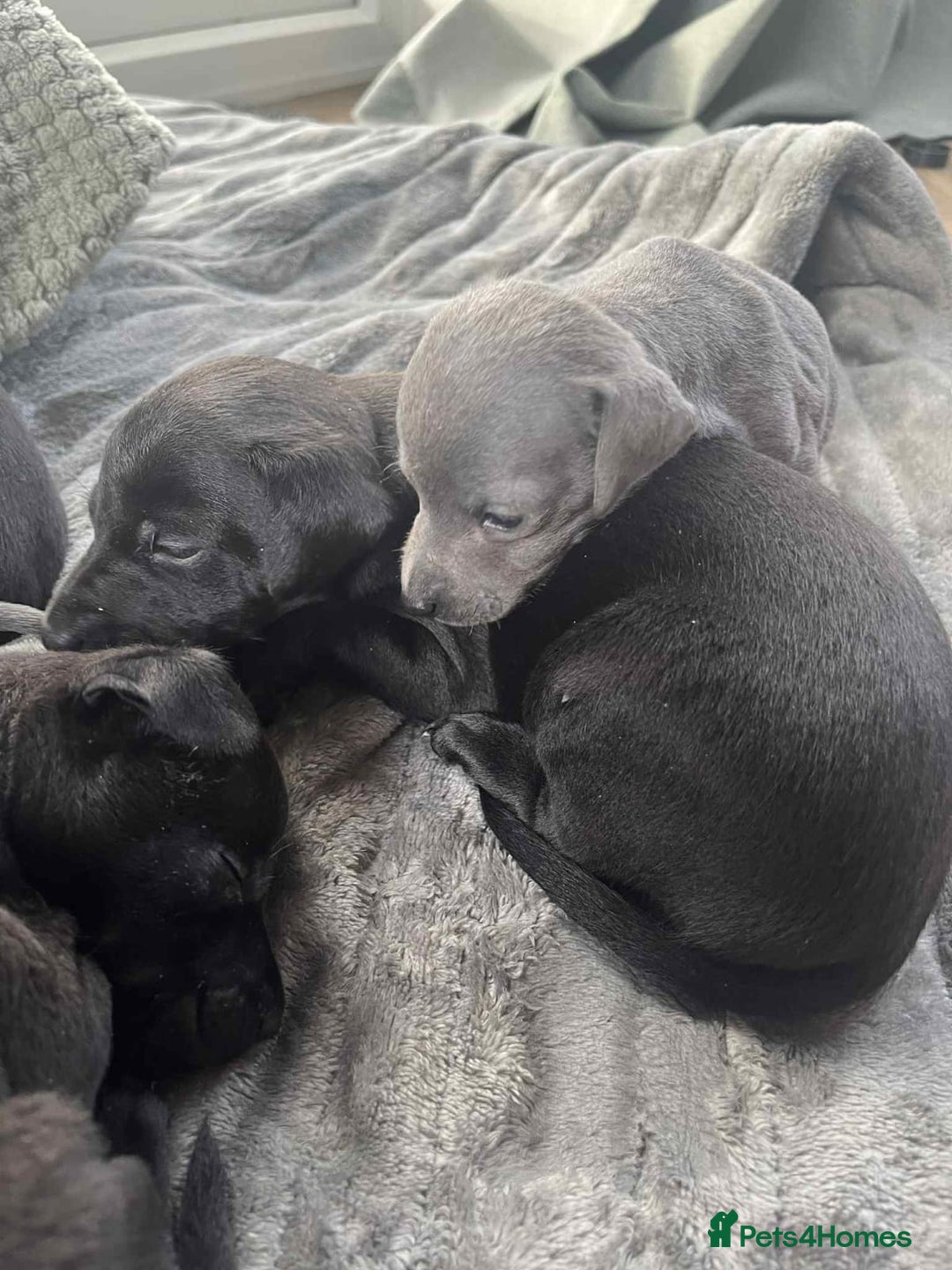 Mixed Breed dogs for sale: Woorier WhippetXTerrier  - Advert 5