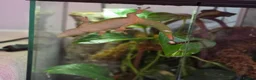 Gecko reptiles for sale: giant Madagascan day Gecko - Advert 3