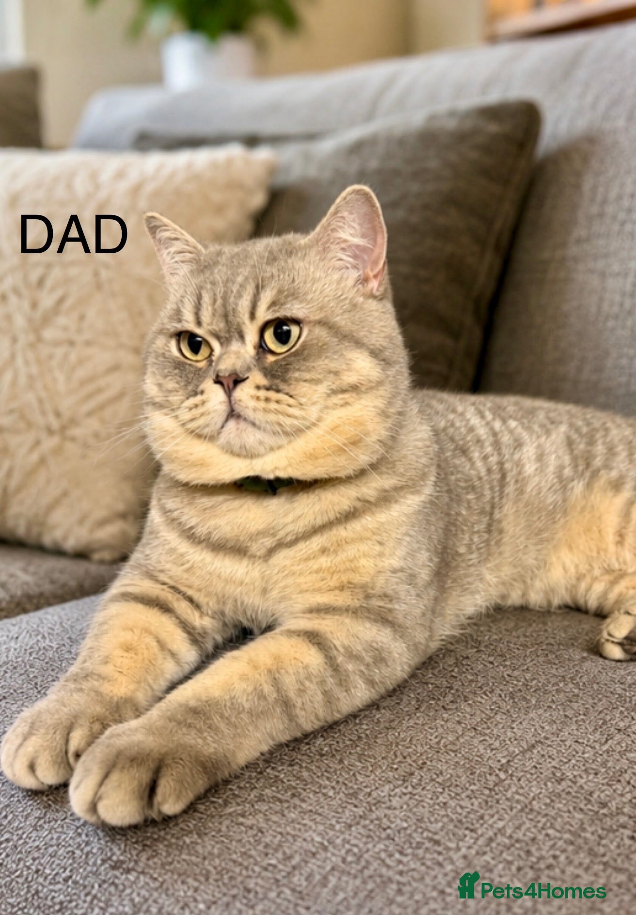 British Shorthair cats British blue kittens mum & dad GCCF  - Advert 2