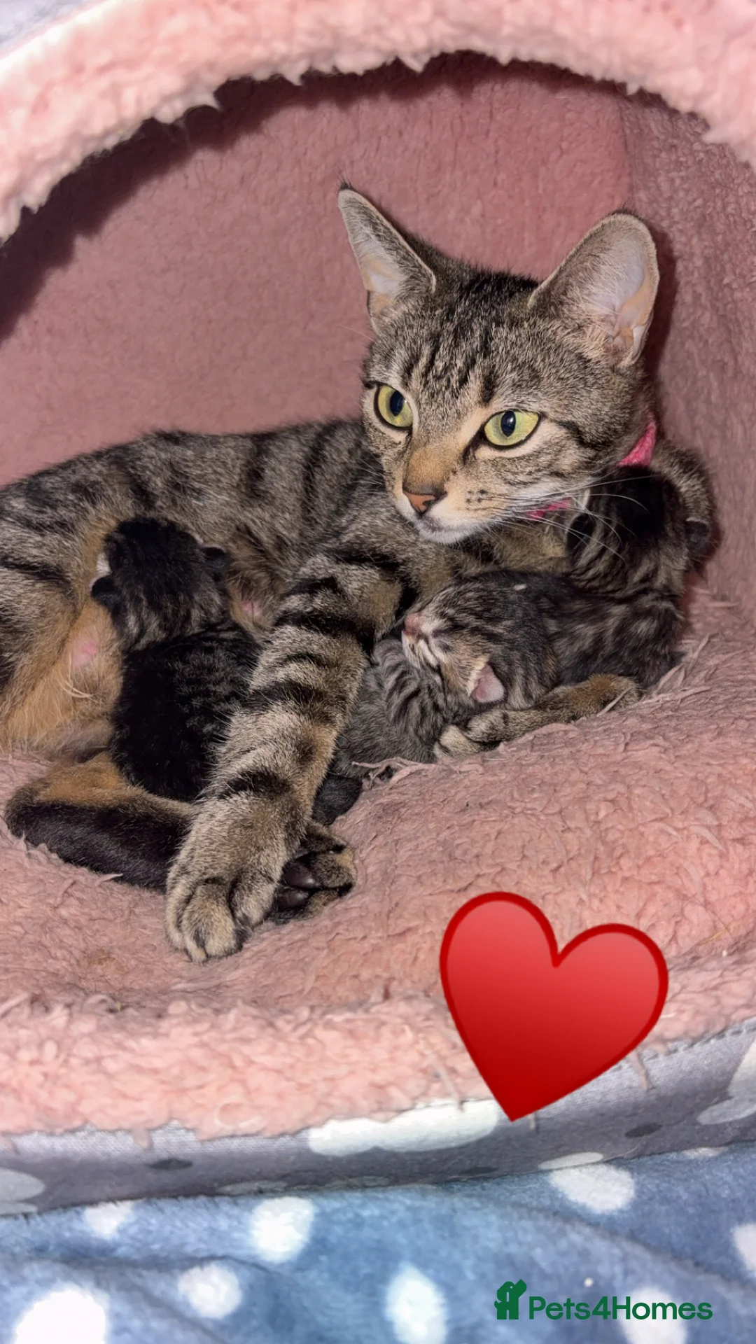 American Shorthair cats for sale: 3 Male Kittens looking for their forever home - Advert 14