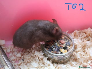 Hamster rodents - Advert 5