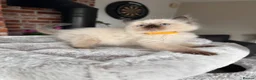 Ragdoll cats for sale: Ready Now! Beautiful Ragdoll Kittens! Xx  - Advert 4