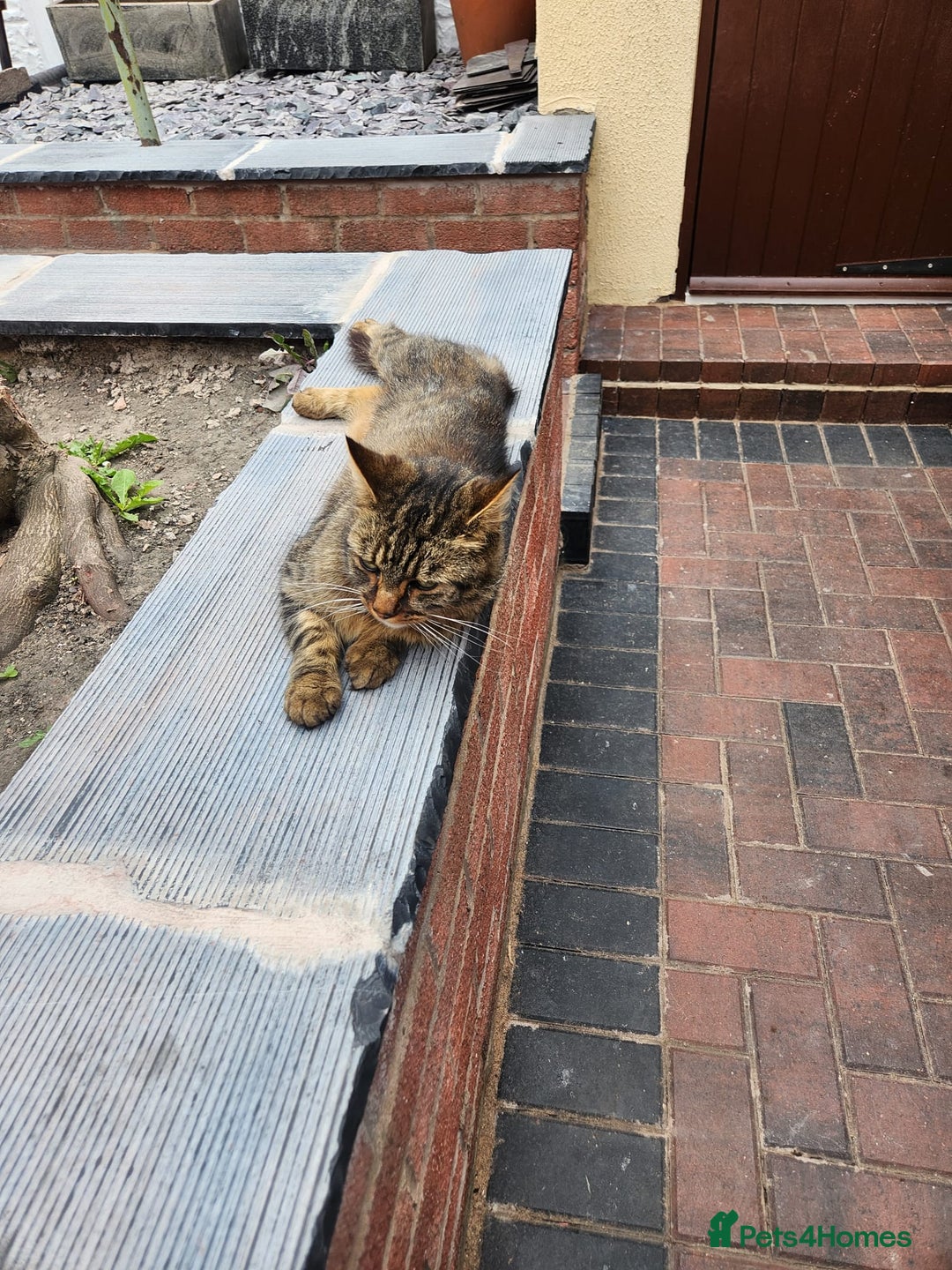 Mixed Breed cats for sale: Half maincoon half moggy mixed breed - Image 2