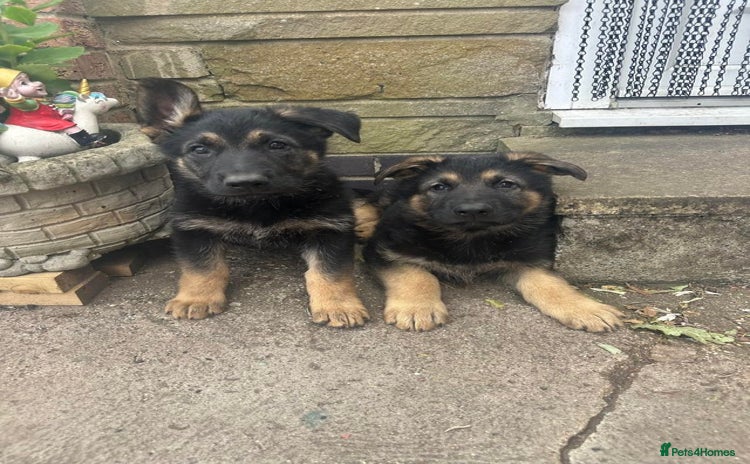 German Shepherd dogs - Advert 8
