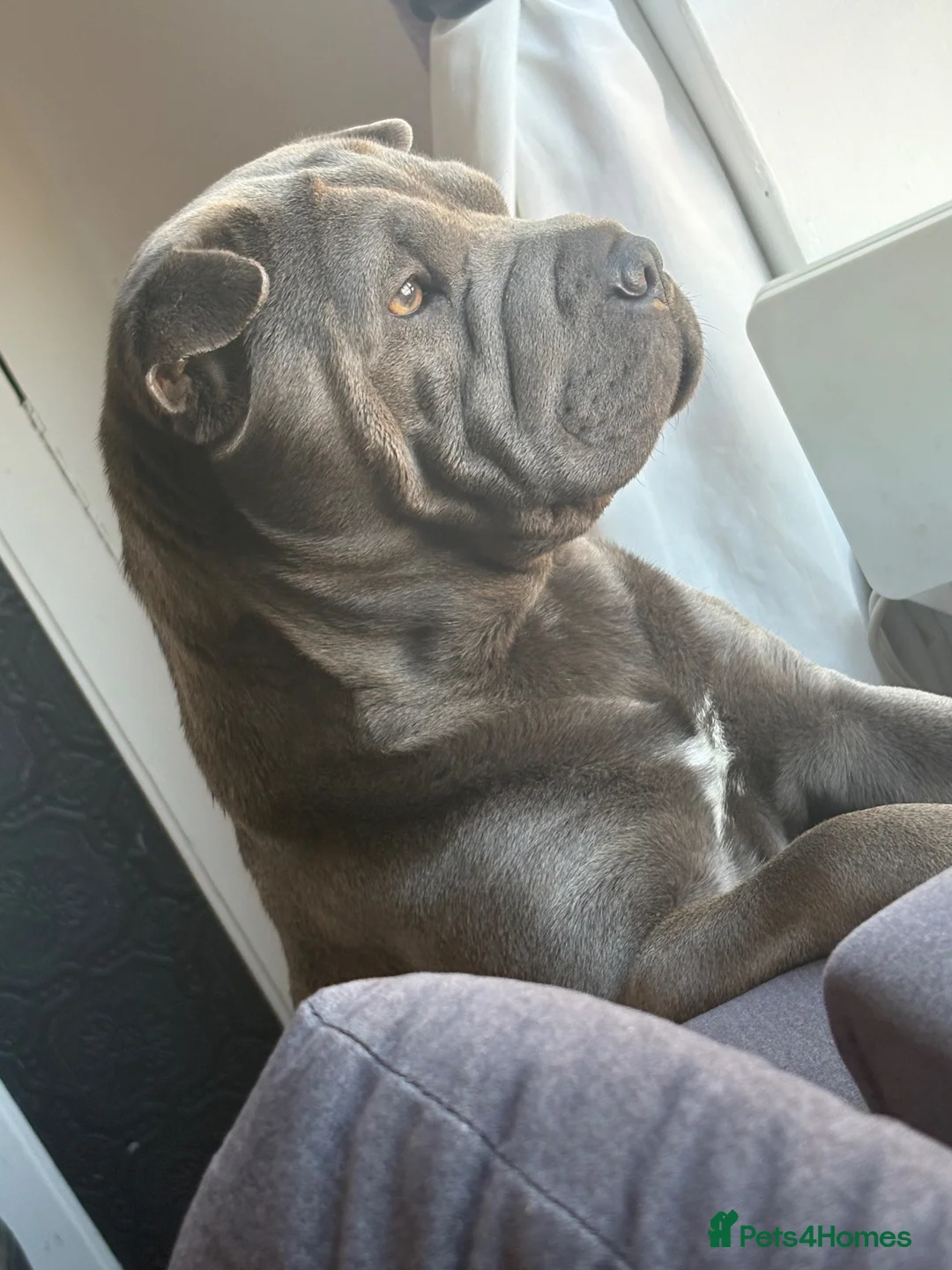 Mixed Breed dogs for sale: Olde English bulldog cross puppies for sale  - Advert 2