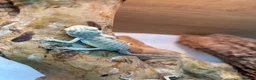 Bearded Dragon reptiles for sale: Baby Bearded Dragons. Visual Dunners & Hypos - Advert 10