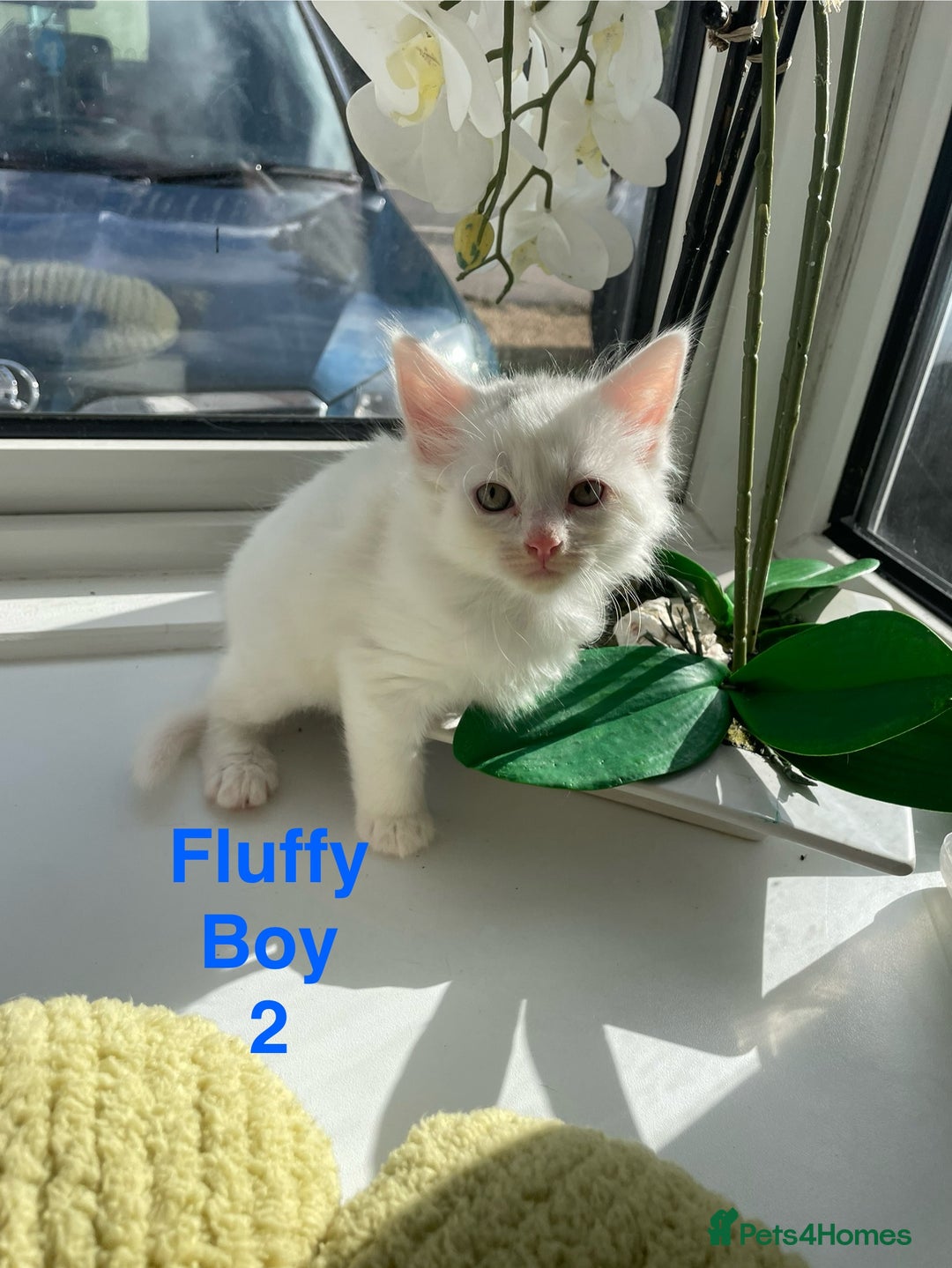 Mixed Breed cats for sale: White kittens looking for a forever loving family  - Image 4