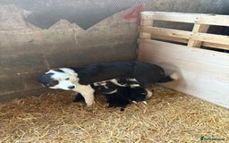 Border Collie dogs for sale: Border Collie Puppies 🐾 in Caernarfon - Image 4