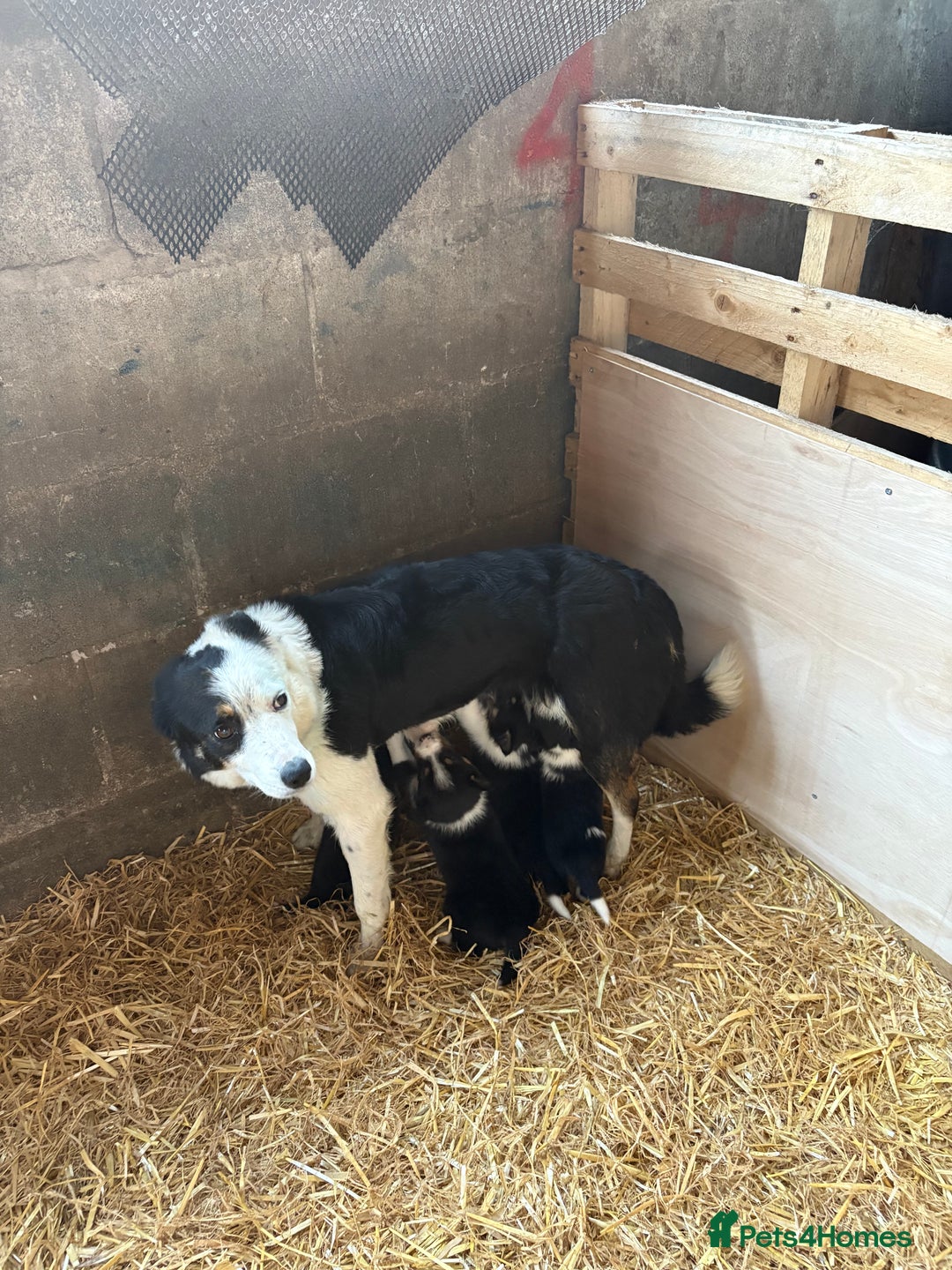 Border Collie dogs for sale: Border Collie Puppies 🐾 in Caernarfon - Image 4