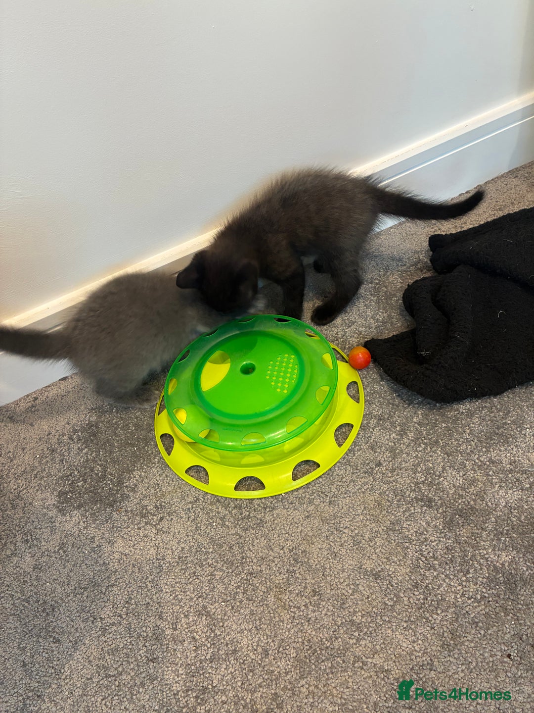 British Shorthair cats for sale: 🐾 British Shorthair Kittens 🐾 - Image 16
